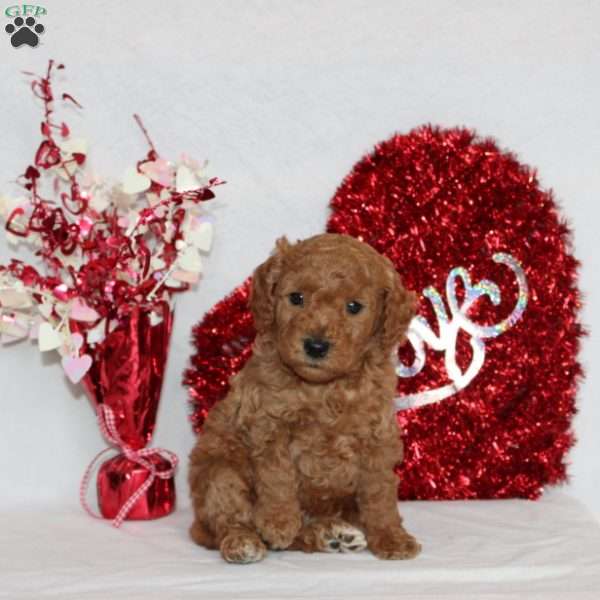 Nile, Mini Goldendoodle Puppy